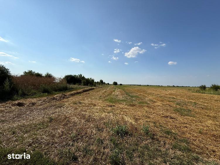 TEREN INTRAVILAN 5.000 MP DARZA, CREVEDIA | 8 /MP | OPORTUNITAT - 1