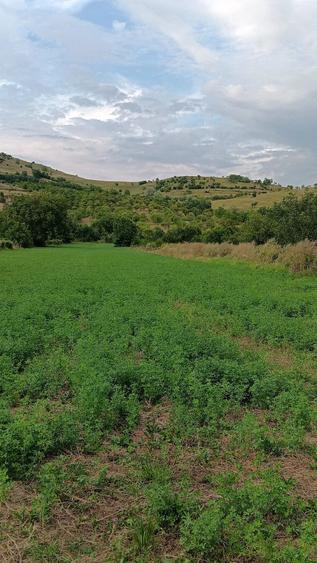 Vand teren intravilan zona de munte Chiojdu buzau - 5