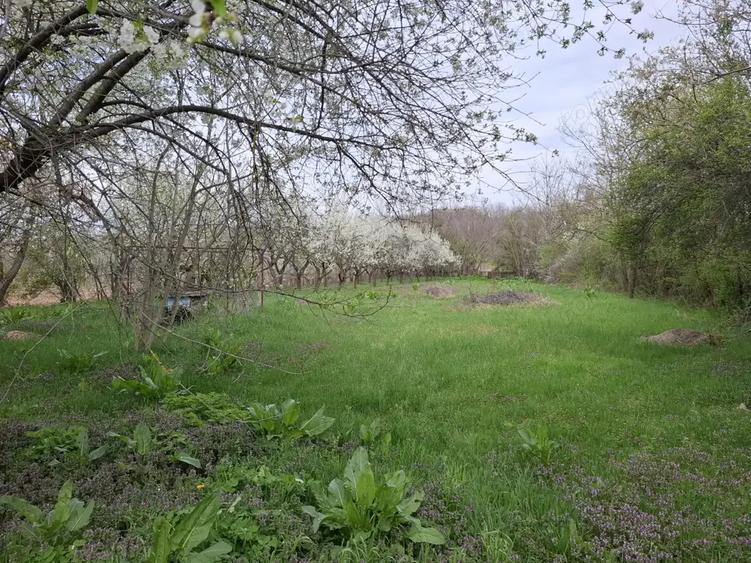 Casă cu 4 camere cu Teren 3850 Mp în Olanu