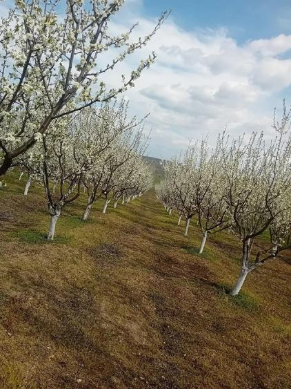 Teren de 7500 mp, în Grui