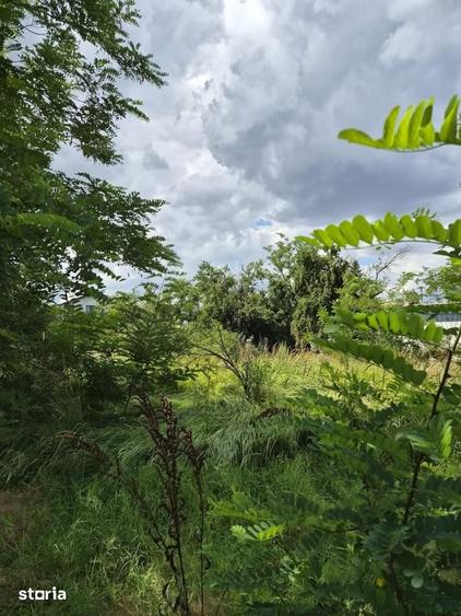 Teren de 1603 mp, în Pasărea