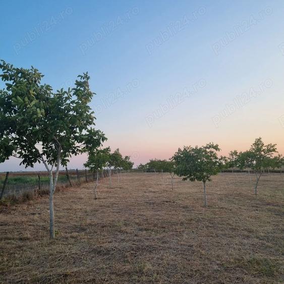 Teren de 10000 mp, în Livada
