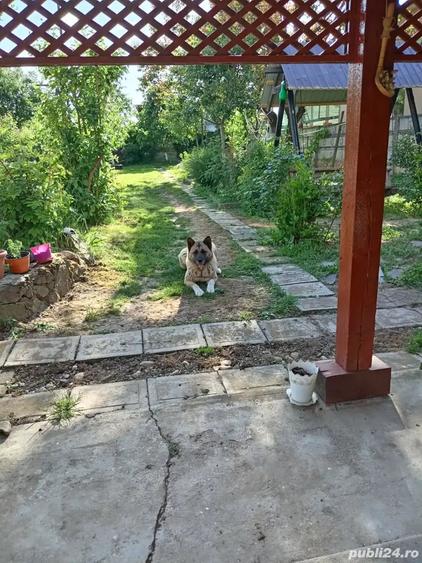 Casă cu 6 camere în Marghita
