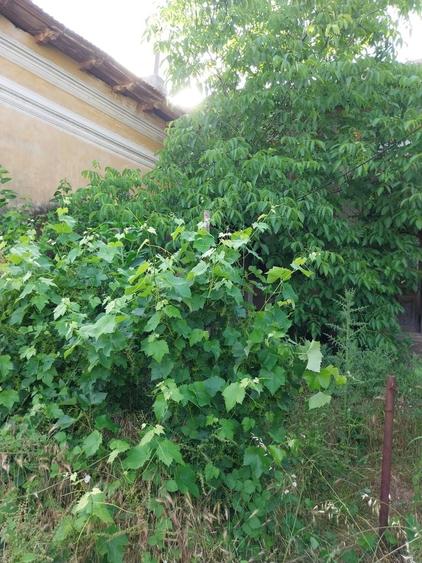 Casă individuală cu 5 camere cu Canalizare în Izimșa