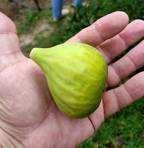 Casă cu Teren 5000 Mp în Pleșești (Podgoria)