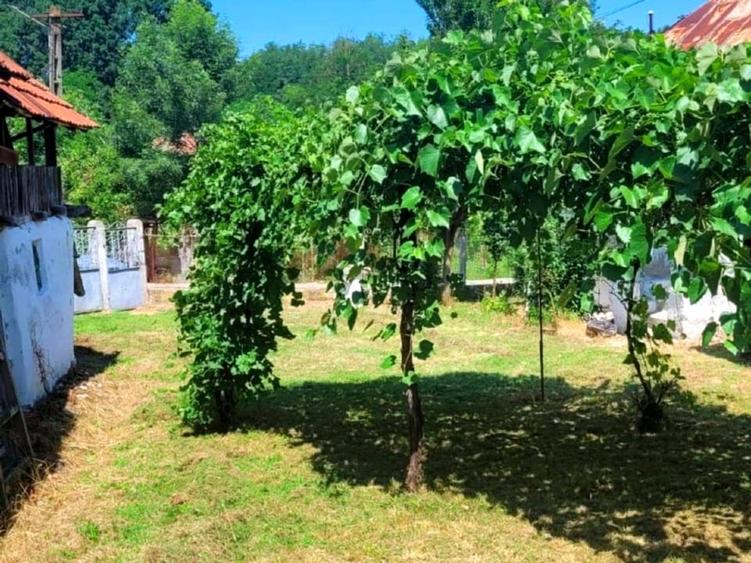 Teren Construcții intravilan de 1900 mp, în Fârtățești