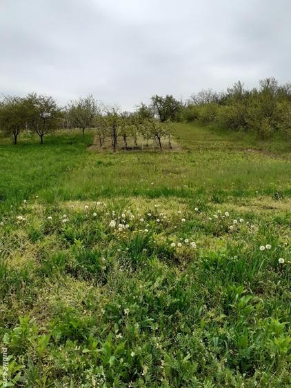 Teren de 1200 mp, în Central