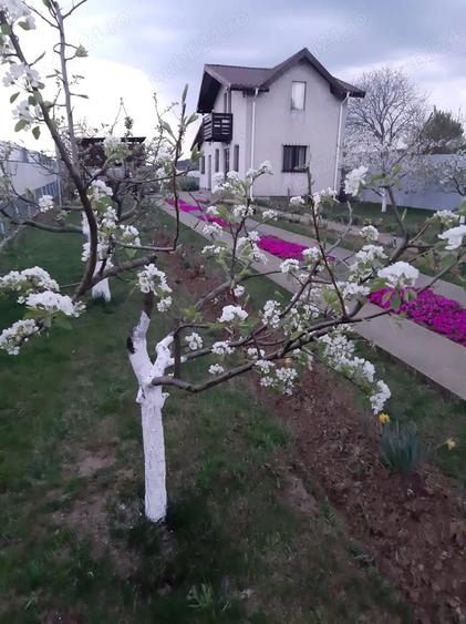 Casa + teren de vanzare - 3
