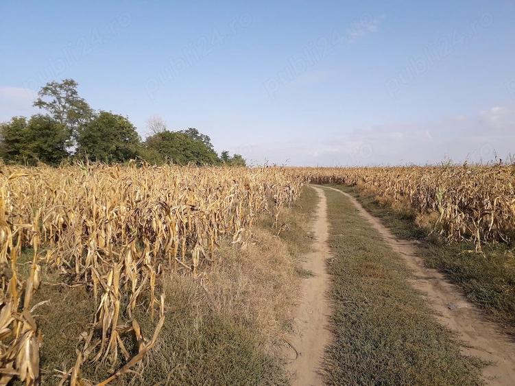 Teren de 5000 mp, în Budăi
