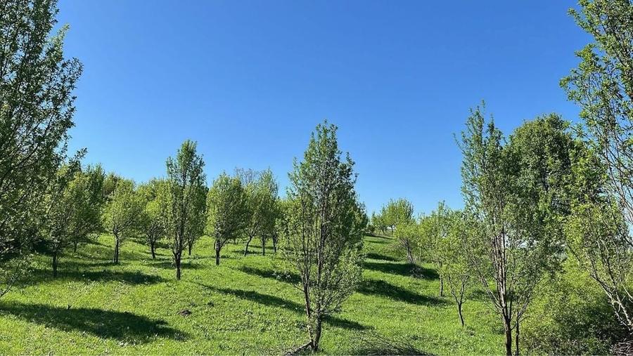 Teren de 19500 mp, în Aluniș