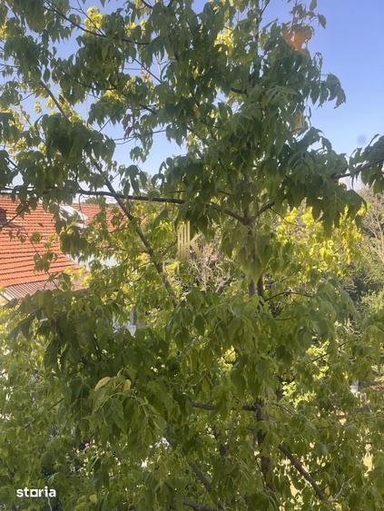 Apartament 2 camere, 50 mp, etaj 2, renovat 2026, nemobilat, zona Flor - 4