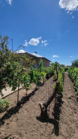 Casa de vanzare Chirnogi - (Oltenita) - 11