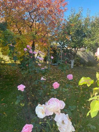 2 Case de Vanzare 200 mp + teren 3.074 mp | Prosumator 7 kW + baterie | vie, lavanda, solar | Cordun - 9