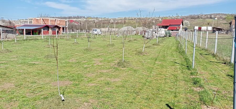 Somcuta Mare intravilan 1500 mp - 9