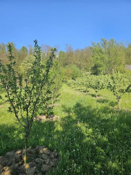 Teren intravilan comuna Botosana, judetul Suceava - 4