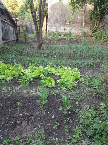 Casa singur in curte in Apoldu de Jos , la 35 km de Sibiu! - 11