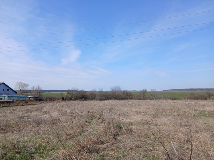 Teren intravilan 16400 mp, Balotesti-Saftica - 50 euro/m2 - 5