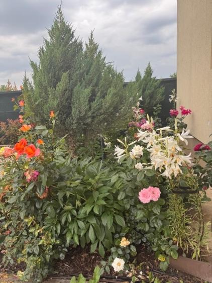 Vila premium de vânzare - 12