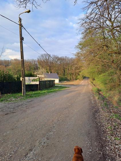 Vand teren intravilan Gheorghe Doja - 4