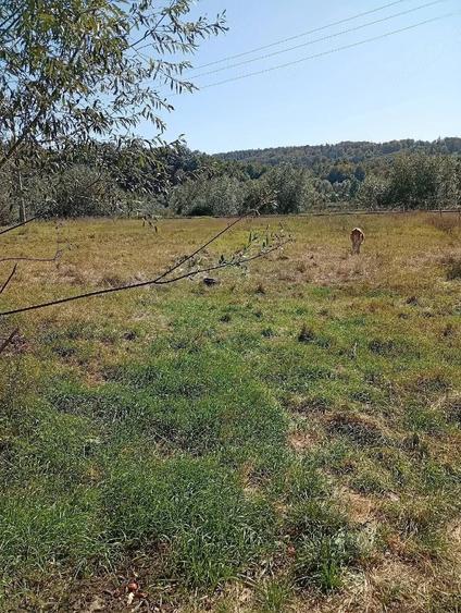 Vand casa + teren 5500mp Cacica, Jud. Suceava - 5
