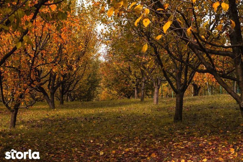 vanzare casa si teren calitate deosebita - 7