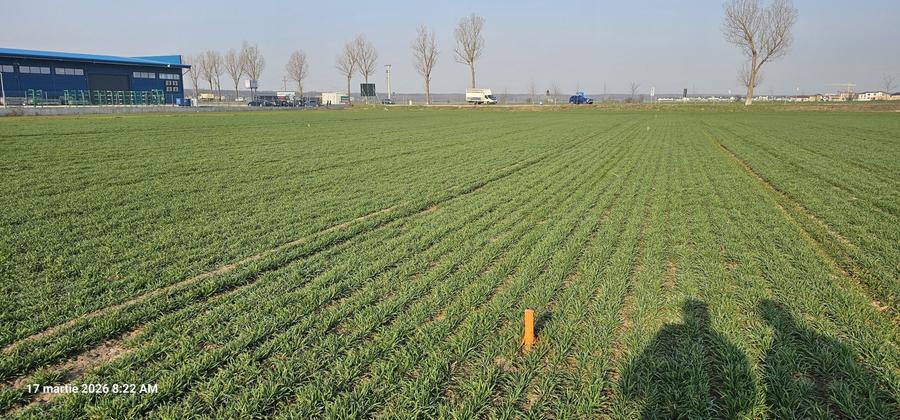 Buftea Str. Milano - 1