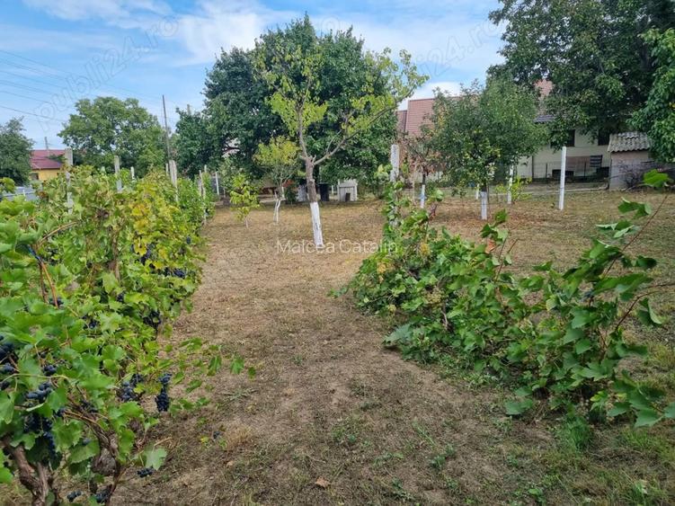 Vand schimb casa aproape de Dunare, muntii Macinului, zona viticola