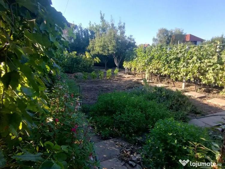 Casa, gradina, teren mare - Palazu Mare - 6