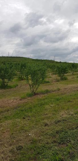 Teren de 20000 mp, în Almăj