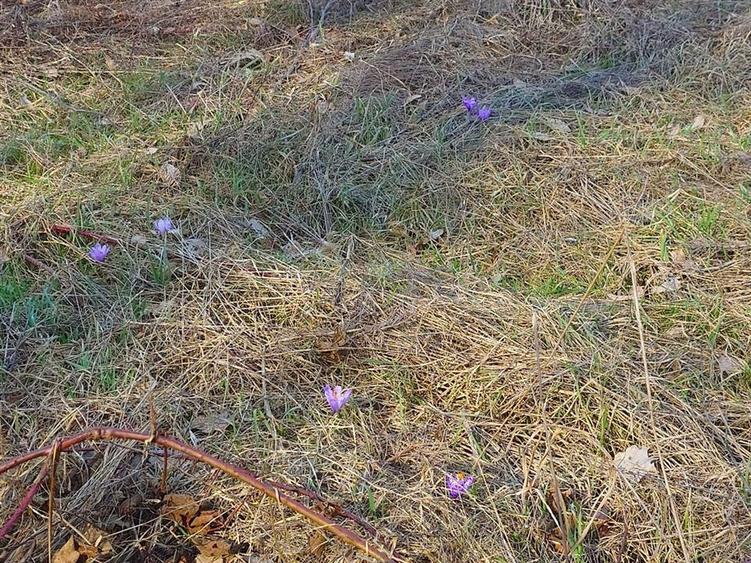 Teren intravilan la liziera padurii - 2