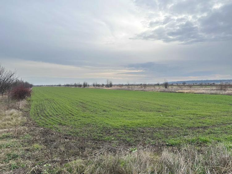 Loturi Teren GULIA Dambovita / 6 Loturi / 545mp - 7