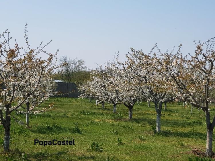 Petresti - Corbeanca 4648 mp intravilan desch. 33 m, utilitati, acces asfaltat - 1