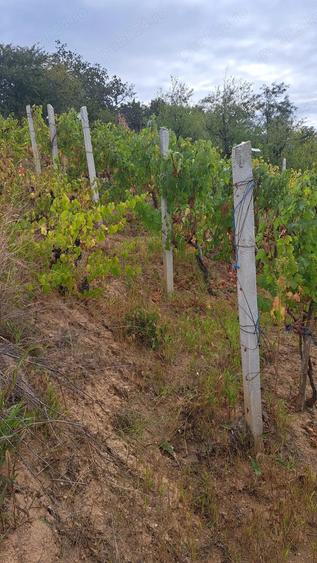 Galati Beresti - De vanzare 1 hectar plantatie de vita de vie si casa cu utilitati - 4