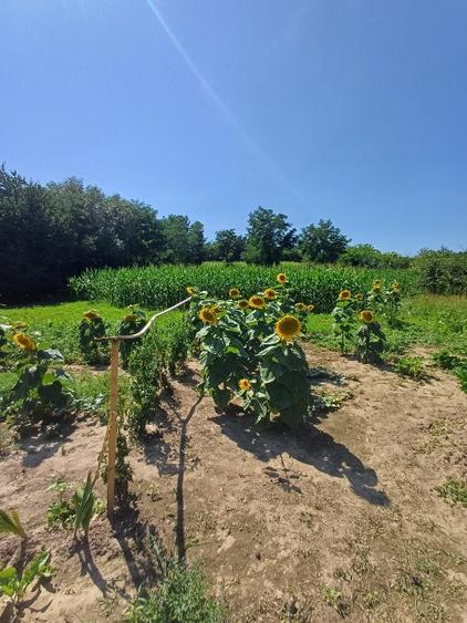 Teren pentru casa si gradina - 10