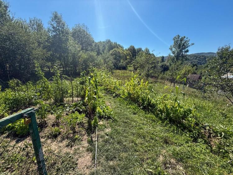 Casa de vacanta sau rezidenta in Adunati, buget redus - 13