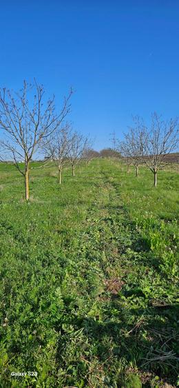 Livada nuci .5800mp - 5