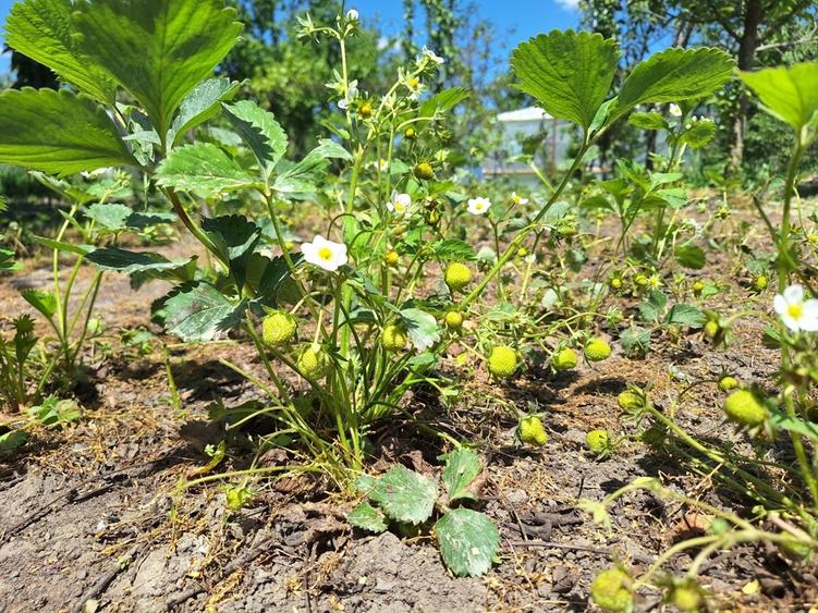 Vand casa de caramida cu teren comuna Stancuta jud Braila - 8