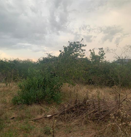 Voluntari  Vanzare Teren 1400mp cu casa batraneasca - 2