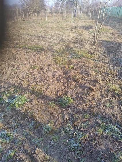 Casa de vanzare in Bivolari, jud. Ia?i 3 camere, teren 1168 mp - 5
