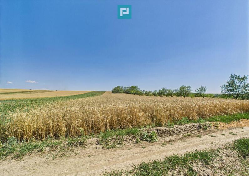 Teren intravilan + extravilan in Remetea Mica - 6