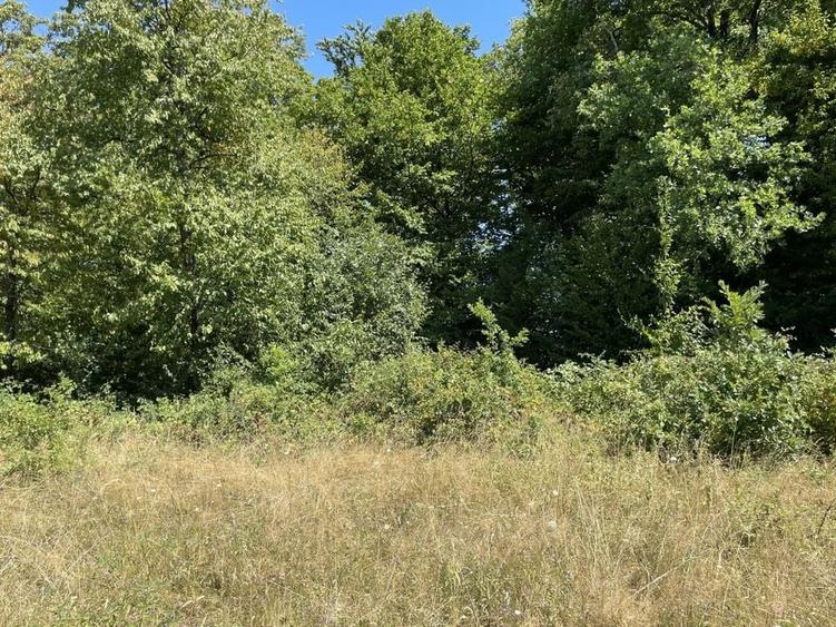 Teren Extravilan &icirc;n mijlocul naturii. - 23