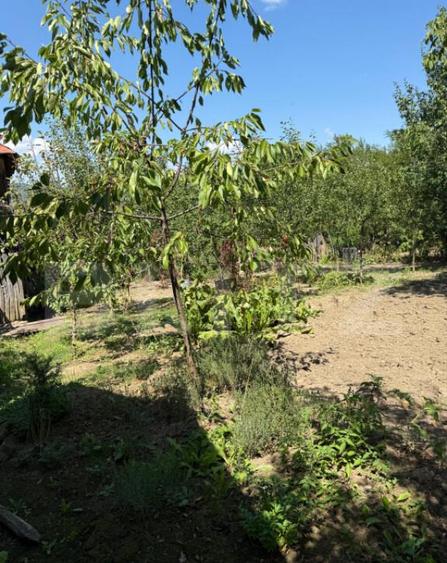 Casa cu teren 1000 m Drajna - 22