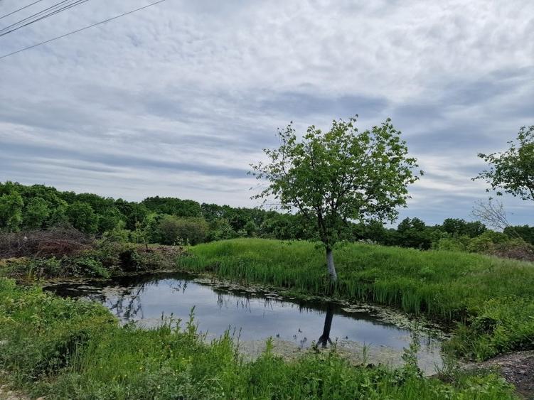 Mosoaia - casuta - Padurea Trivale - Teren intravilan - 11.275 mp/  4300 padure - 3