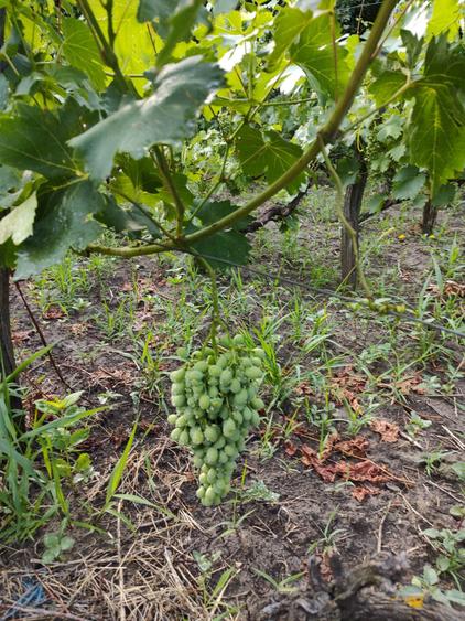 Teren intravilan Breaza / Buzau - 4