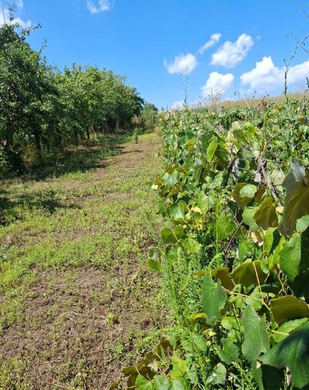 Casa, teren ?i anexe. In Boto?ani, Un?eni, Burle?ti - 18