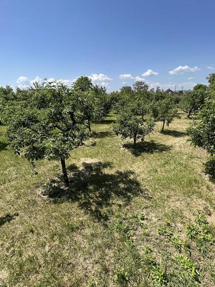 Teren Intravilan 2000 mp-Letea Veche - 1