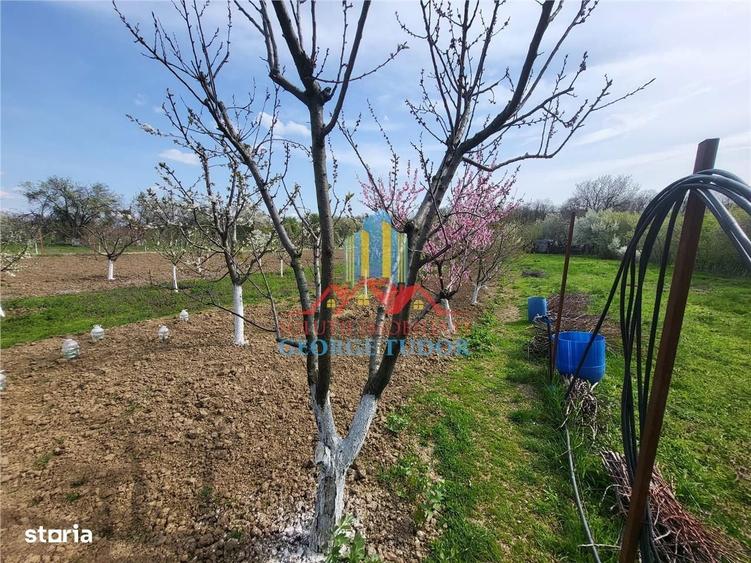 Vanzare casa Bolintin Vale Suseni 104 - 7