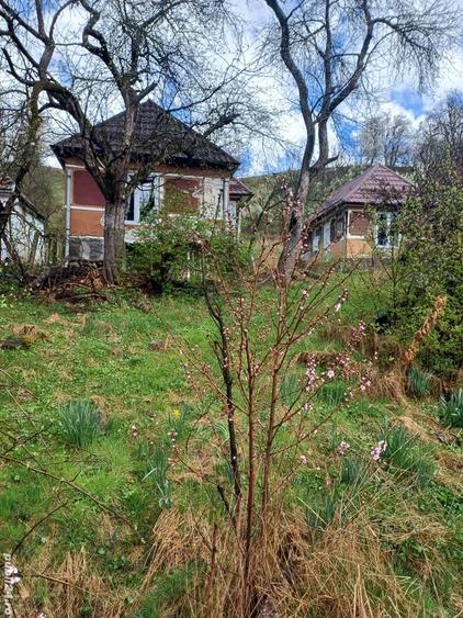 20 de arii si 2 case in Fi?cau - 2