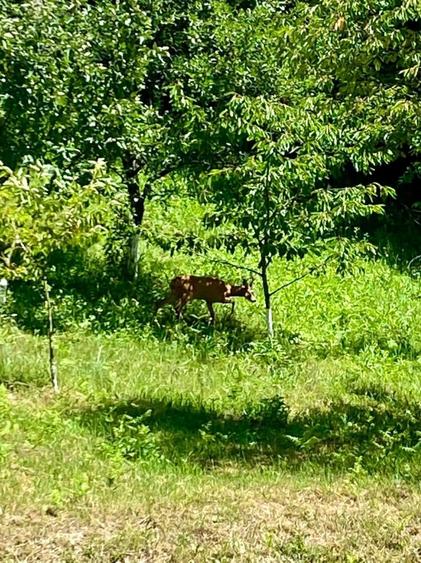 Teren intravilan 5660 mp - 1