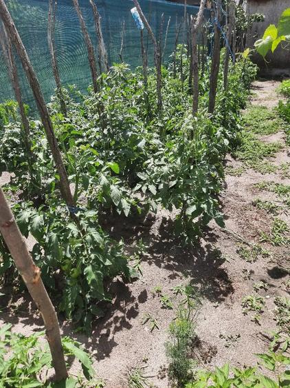 Teren de 266 mp, în Sfântu Gheorghe